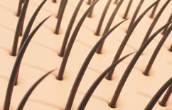 髪の毛の生え替わり